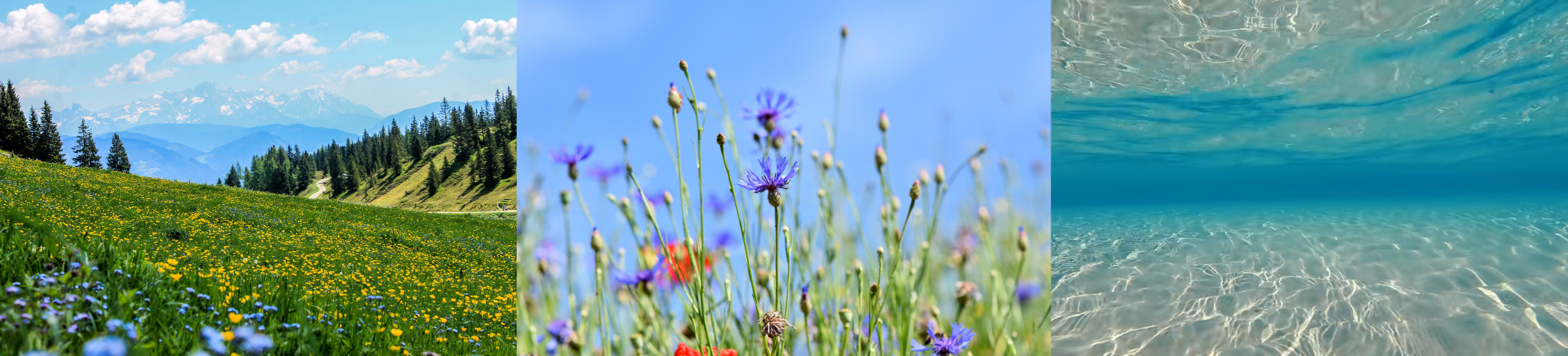 feel the nature title