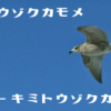 トウゾクカモメ-キミトウゾクカモメ-のアイキャッチ画像