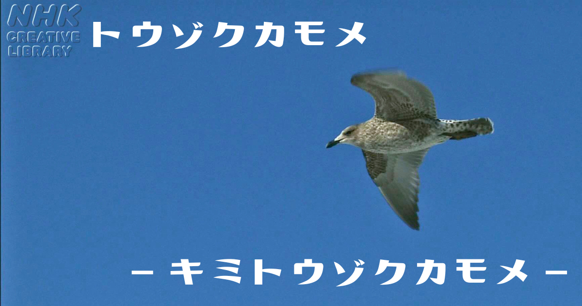 トウゾクカモメ-キミトウゾクカモメ-のアイキャッチ画像