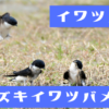イワツバメとヒトズキイワツバメ