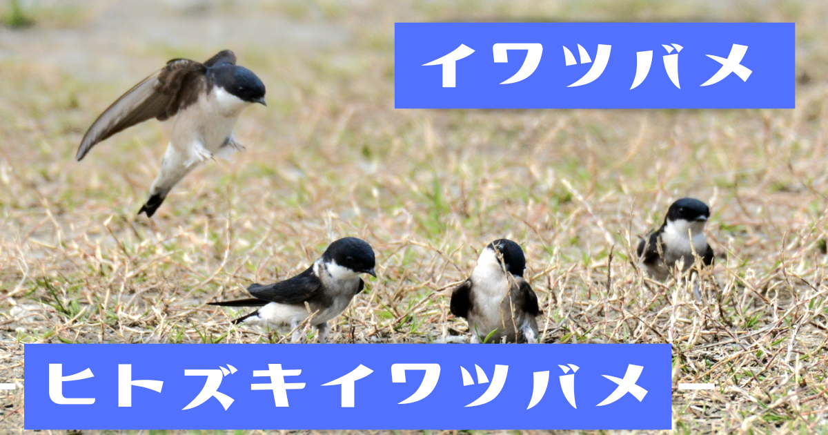イワツバメとヒトズキイワツバメ