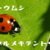 テントウムシとハルメキテントウムシ　アイキャッチ画像