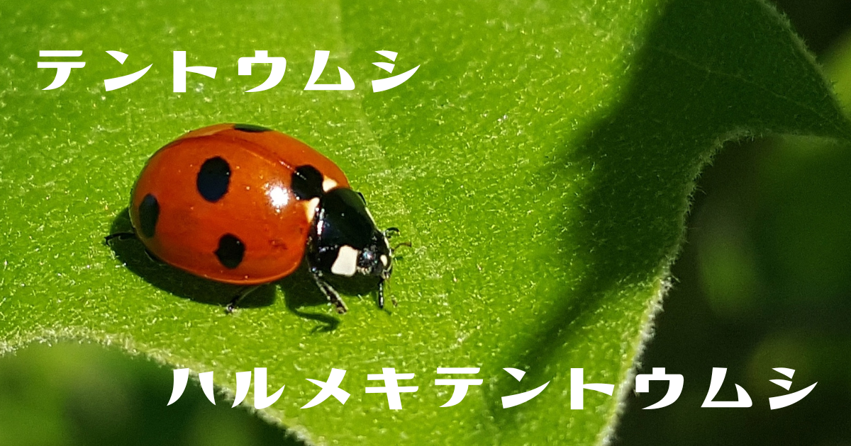 テントウムシとハルメキテントウムシ　アイキャッチ画像
